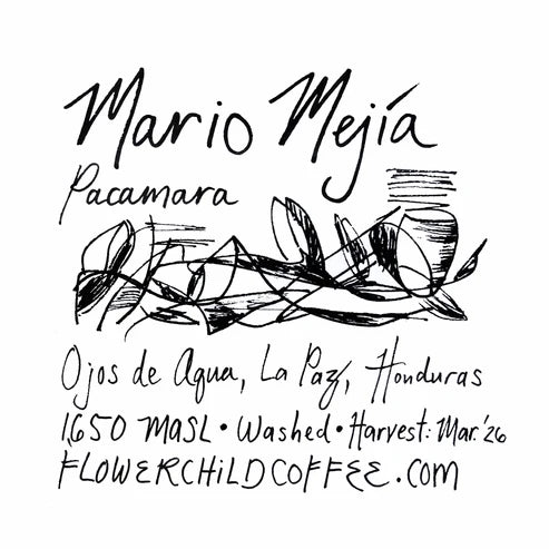 Flower Child Coffee - Mario Mejía - Pacamara