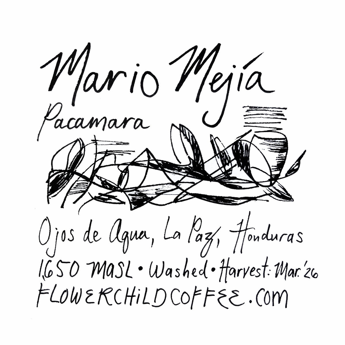 Flower Child Coffee - Mario Mejía - Pacamara