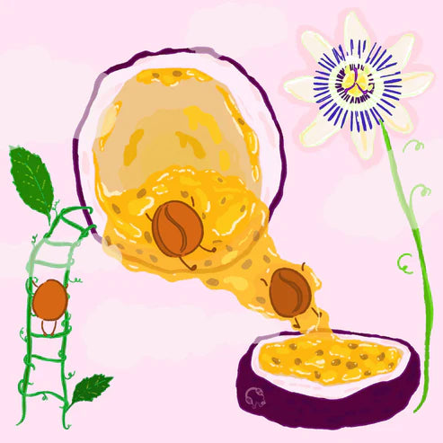 Hydrangea Coffee Roasters - Purple Caturra - Passionfruit Co‑ferment Washed - Finca Monteblanco