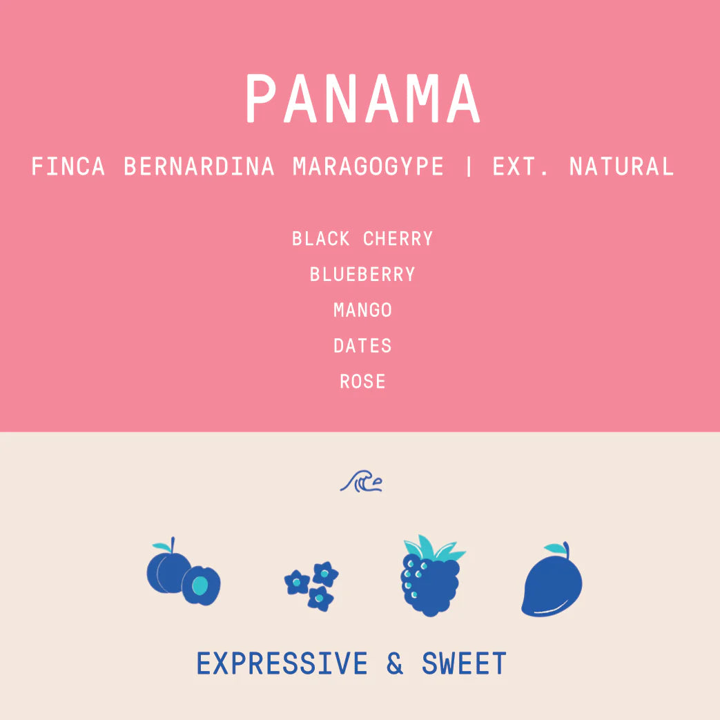 Rogue Wave Coffee - Panama - Finca Bernardina Maragogype Lot 870 | Extended Fermentation Natural