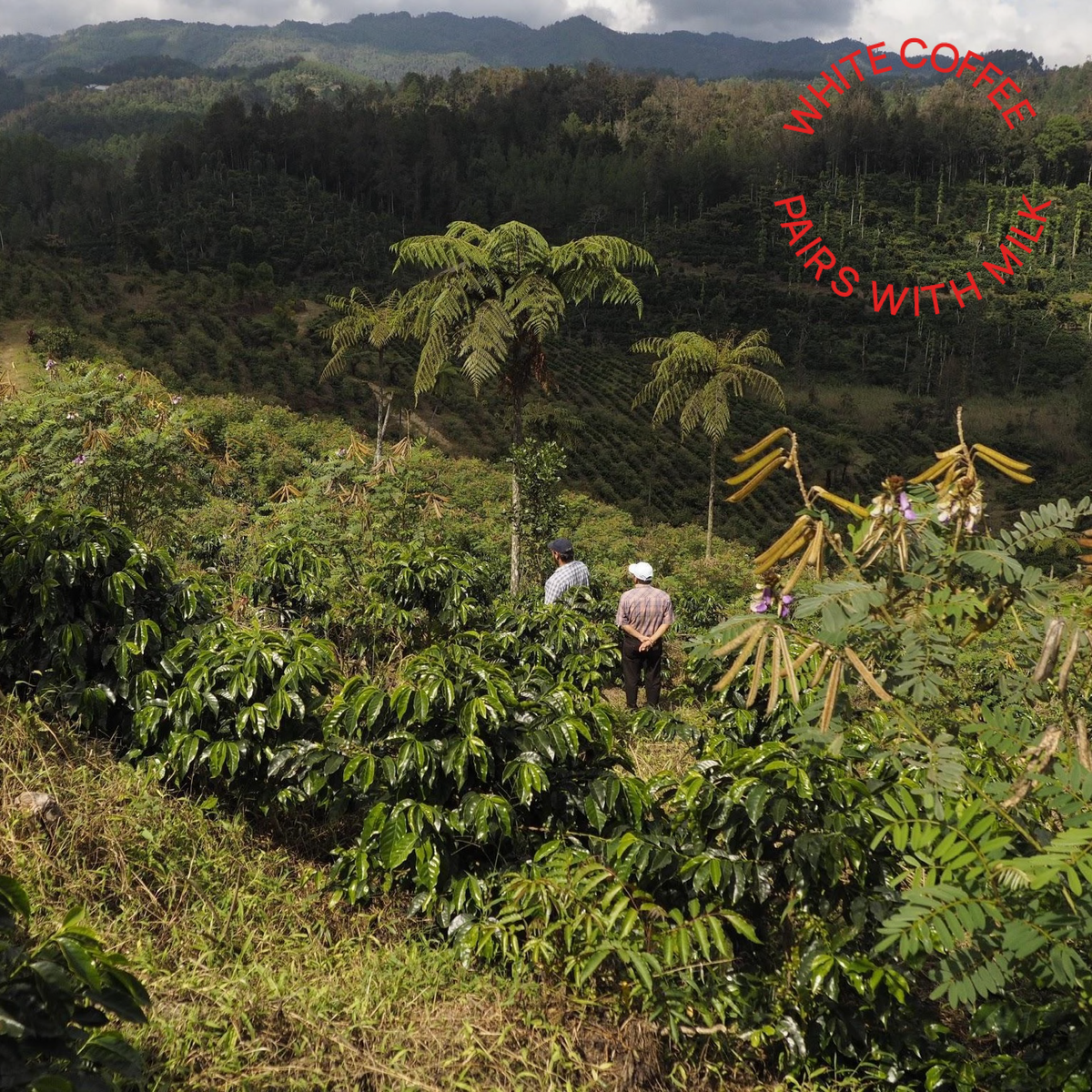 Mirra Coffee - Luis Valdez - Guatemala 250g