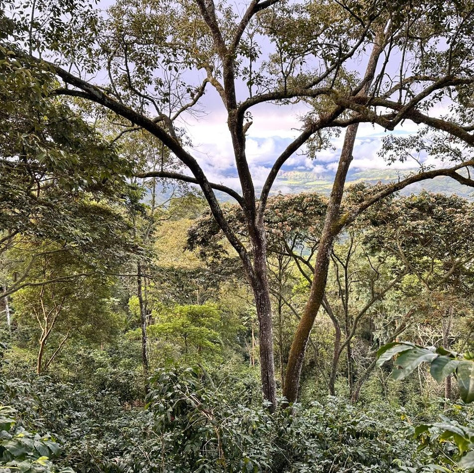 Mirra Coffee - Servio Gonzalez - Ecuador - Natural Geisha 125g
