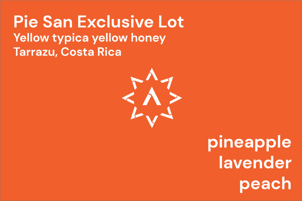 APOLLON’S GOLD – Pie San Exclusive Lot